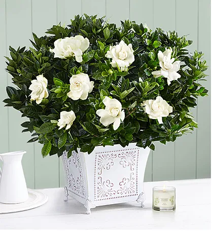 1-800-FLOWERS.COM E-Gift Card